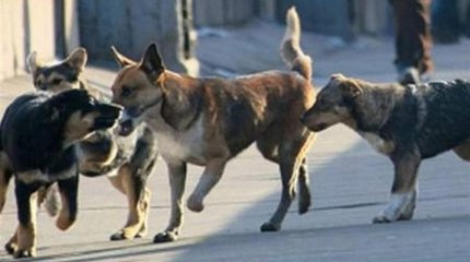 Бұралқы иттерді аулауға және жоюға 129 млн теңге бөлінген