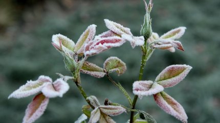 Заморозки до -3 обещают в конце мая