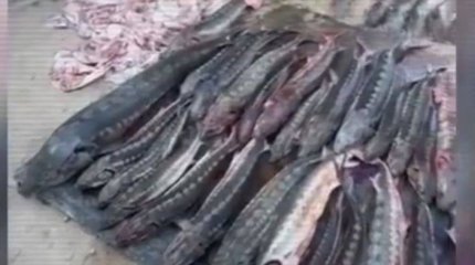Полтонны осетрины изъяли у жителя Жанаозена (ВИДЕО)