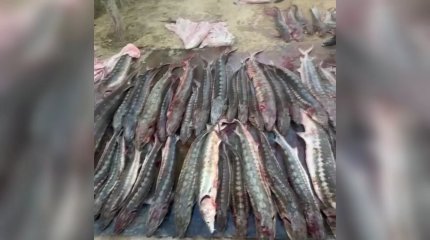 Свыше полутонны рыбы осетровой породы изъяли у жителя Жанаозена