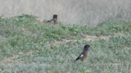 Новый вид пернатых обнаружили в Костанайской области