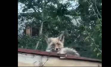 Хищника заметили в центре Усть-Каменогорска