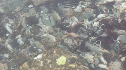 Мертвых раков обнаружили в водосбросном канале в Актау