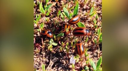 На нашествие жуков жалуются жители села в Павлодарской области