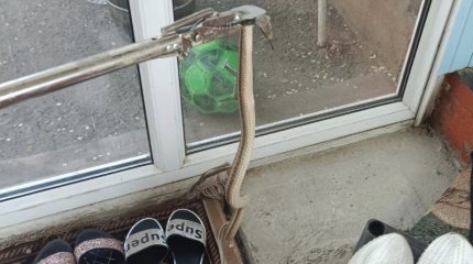 Ядовитая угроза: семью из Тараза спасли от змеи