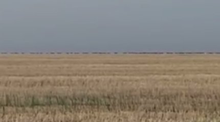 Полчища сайгаков вытаптывают посевы в Актюбинской области