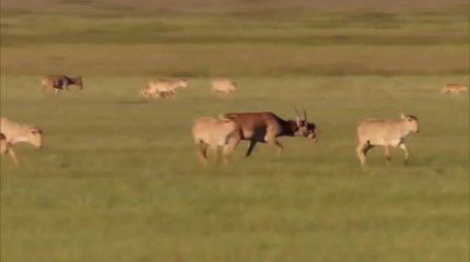 Численность сайгаков выросла до 3 млн: фермеры опасаются за посевы