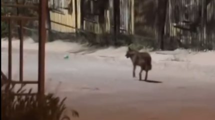 Шакала заметили в жилом микрорайоне Актау