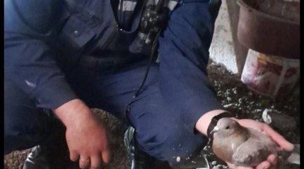 Сотрудники МЧС спасли голубя из вентиляционной шахты в Костанае