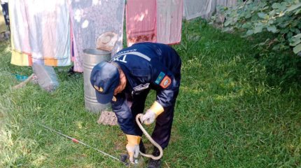 Шымкентские спасатели отловили сразу 4 змеи в частных жилых домах