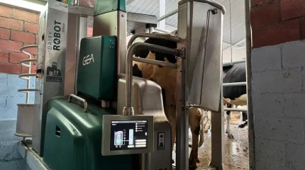 Жасанды интелект: СҚО-да күніне 65 сиыр сауатын роботтар орнатылды