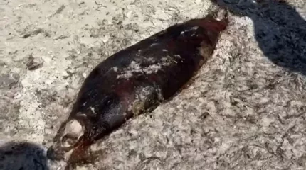 Каспий жағалауынан тағы да он шақты итбалық пен құстардың өлексесі табылды