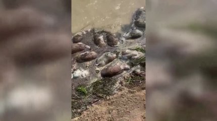 БҚО-да 800-ден астам киік өлексесі судан шығарылды