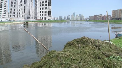 Билологическую очистку озера Малый Талдыколь №5 проводят в Астане