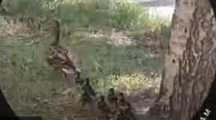 Дикая утка выгуливала свое потомство в центре Усть-Каменогорска