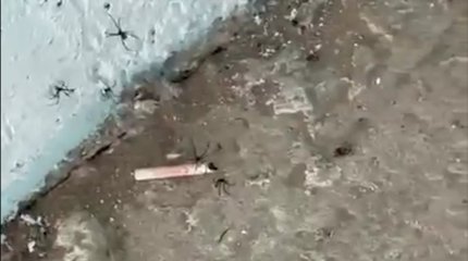 Атыраулықтар қарақұрт шағып ауруханаға түсіп жатыр