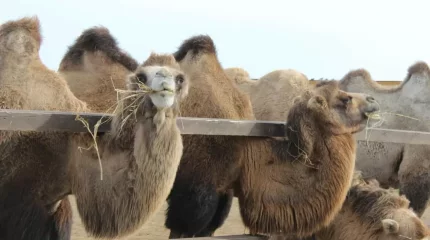 Атыраулық шаруалардың жанайқайы: Қазақстанда қарақұрт шаққан малға өтемақы төленбейді
