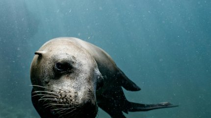 Минсельхоз Казахстана назвал причины гибели тюленей Каспия