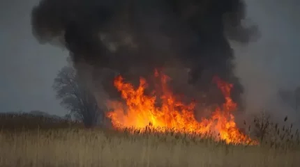Атырау облысында қамысты алқап өртеніп жатыр