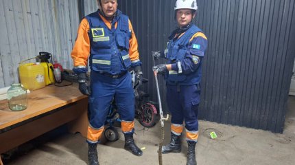 Трёх змей выловили спасатели в домах казахстанцев