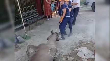 Спасатели МЧС вытащили корову из канализационного колодца в Кызылорде