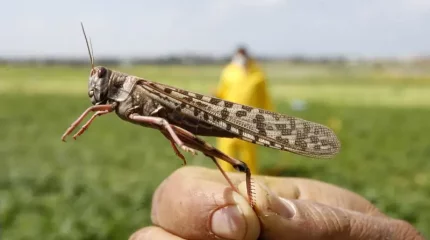 Биыл Қазақстанда шегіртке таралуы мүмкін аумақ 2,1 млн гектарға жетуі мүмкін