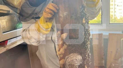 Несколько тысяч пчёл устроили медовый бум на балконе у жителей Казани