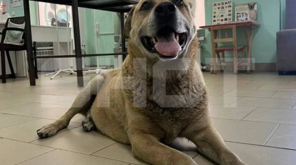 Бездомная собака самостоятельно пришла в ветклинику за помощью