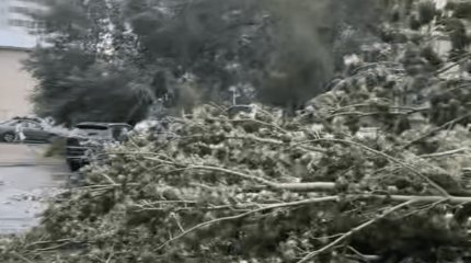 Дерево упало на девушку с ребенком в центре Павлодара