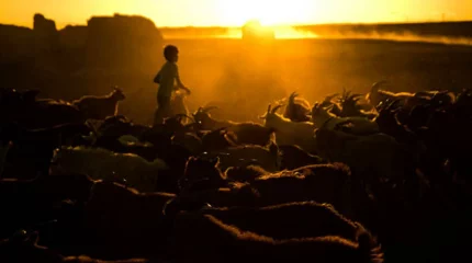 Әкесі мен баласына найзағай түсті: Ақмола облысында қайғылы жағдай болды