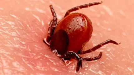 Түркістан облысында кене шағу дерегі күрт артты