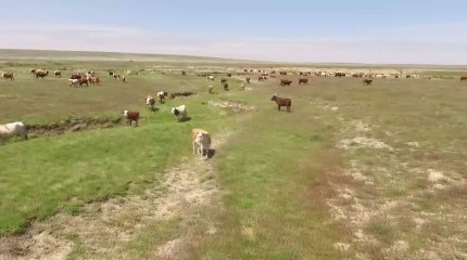 Ақмола облысында найзағай түсіп, әкесі мен 9 жастағы ұлы қаза тапты