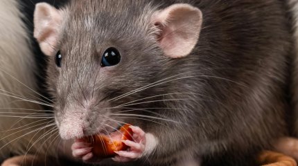 На нашествие крыс во дворе жалуются жители столичного ЖК