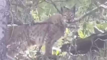 Катонқарағайда адам көзіне сирек түсетін жыртқыш видеоға түсіп қалды