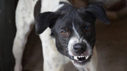 Абай облысында ит қапқан ер адам қайтыс болды