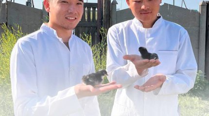 ​Павлодарлық студенттер сирек кездесетін құс тұқымдарын өсіруде