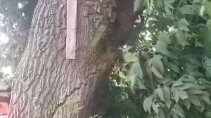 Бала биік ағашқа шығып кеткен