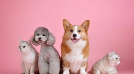 ЕС хочет чипировать всех собак и кошек