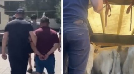 Серийных скотокрадов поймали в Жетысу