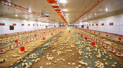 Құс фабрикасының жұмысшылары уланып қалды