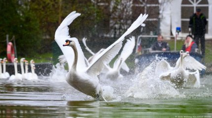 Необычный вызов в Германии: пожарные спасли лебедей и отвели их к воде