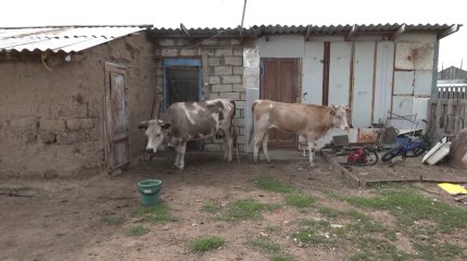 БҚО-да мал белгісіз дертке шалдығып, пышаққа ілігіп жатыр