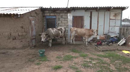 Скот заболел неизвестной болезнью в ЗКО