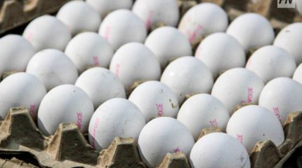 Павлодар облысы жұмыртқаға ең аз қаражат жұмсайтын өңірлердің бірі