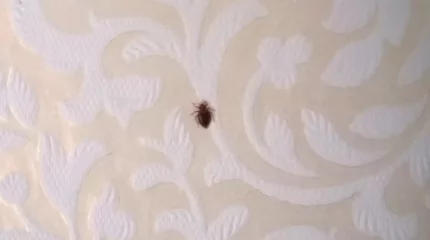 Алматыда қандала қаптады: әкімдік себебін түсіндірді