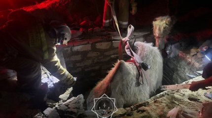 Верблюду понадобилась помощь спасателей в Кызылординской области