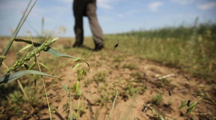 Шегірткелердің негізгі ошағы табылды - Ауыл шаруашылығы министрлігі