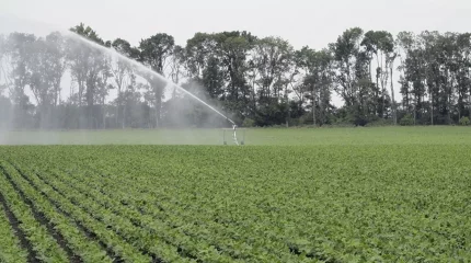 Елімізде 300 мың гектар мал азығы үшін суармалы жерге айналдырылмақ