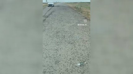 На борьбу с саранчой в Карагандинской области направлены самолеты, дельтаплан и дроны