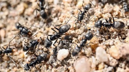 Власти Германии готовят срочные меры по борьбе с нашествием муравьёв